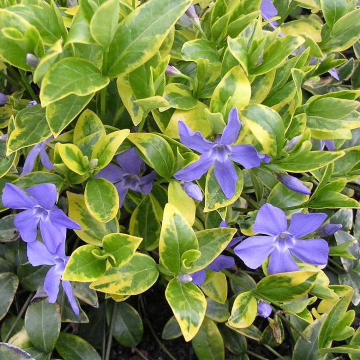 Барвинок aureovariegata