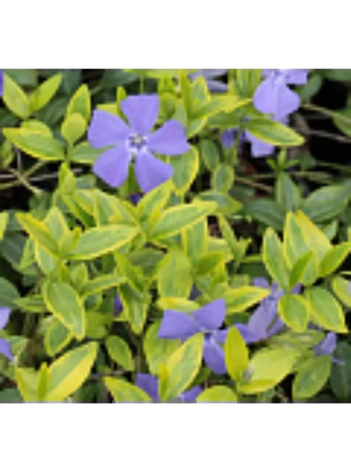 Барвинок малый ауреовариегата