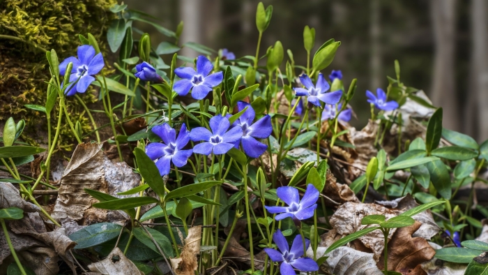 Барвинок малый vinca minor