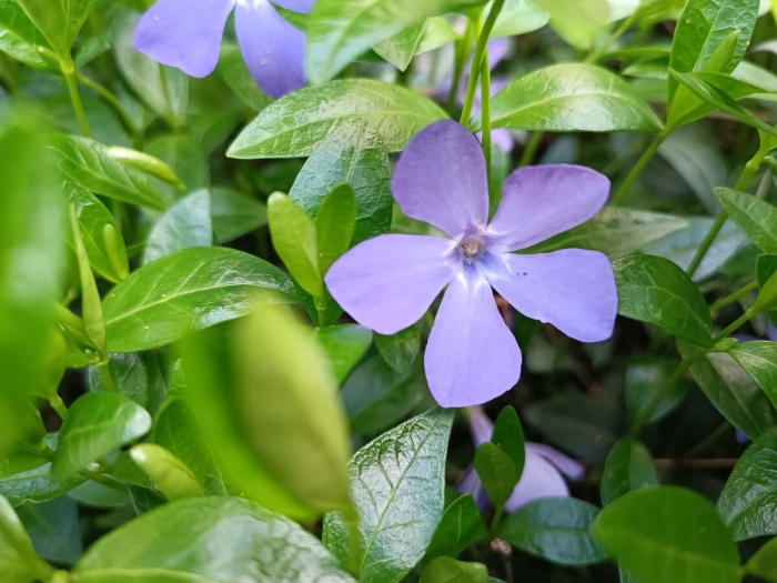 Барвинок малый мунлайт