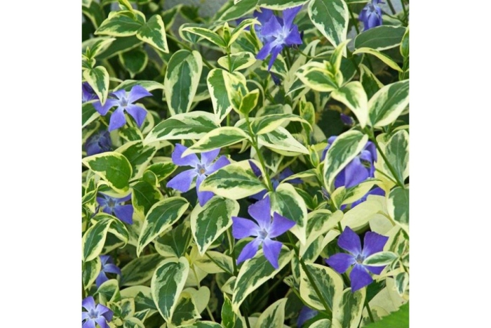 Барвинок альба вариегата