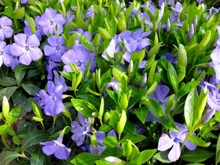 Барвинок виктори синий