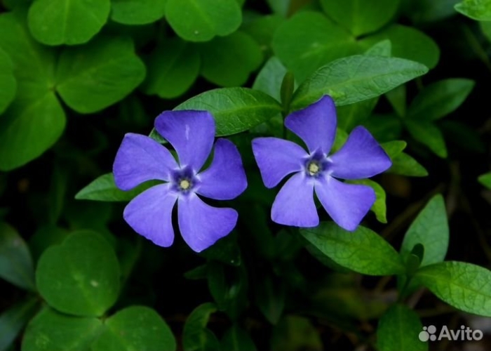Барвинок малый винка минор