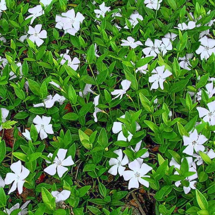 Барвинок vinca minor alba