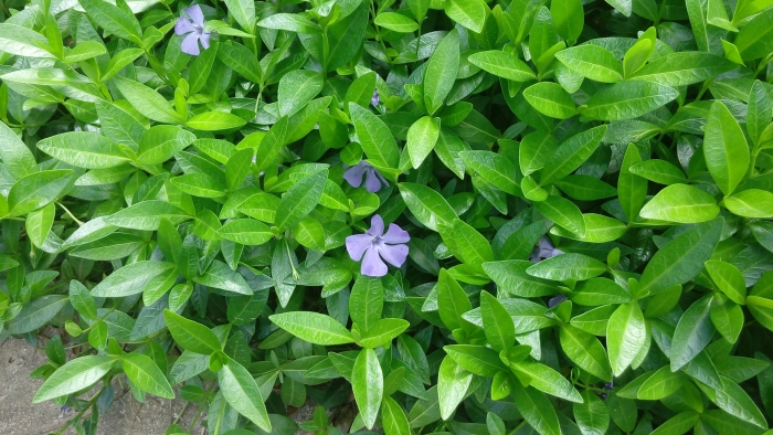 Vinca minor