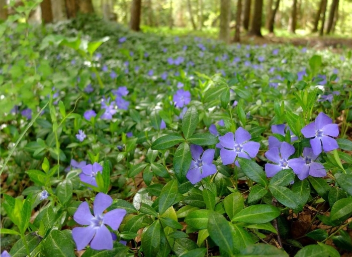 Барвинок многолетний