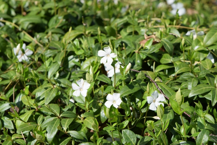 Барвинок vinca minor alba