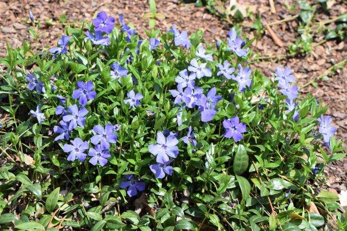 Барвинок малый elisa