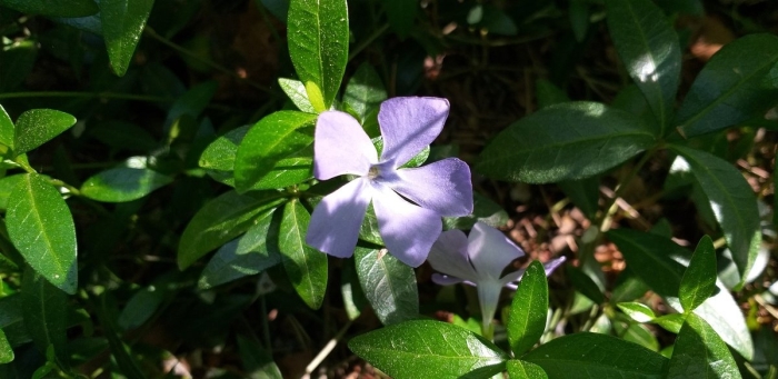 Барвинок vinca minor