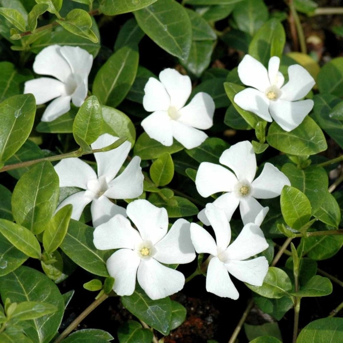 Барвинок gertrude jekyll