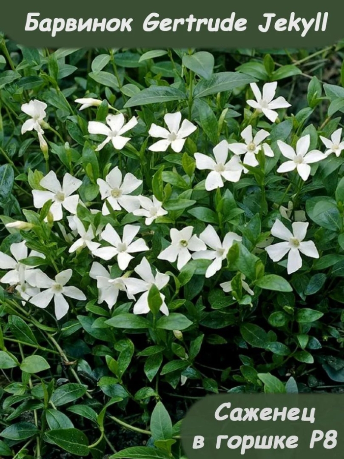 Барвинок малый gertrude jekyll