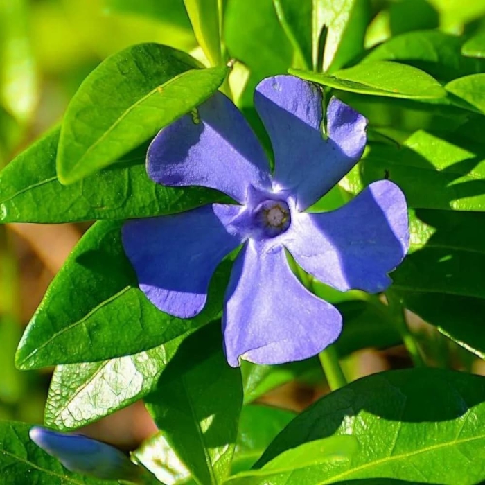 Барвинок vinca minor