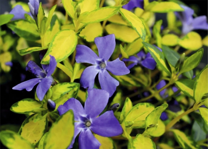 Барвинок малый illumination