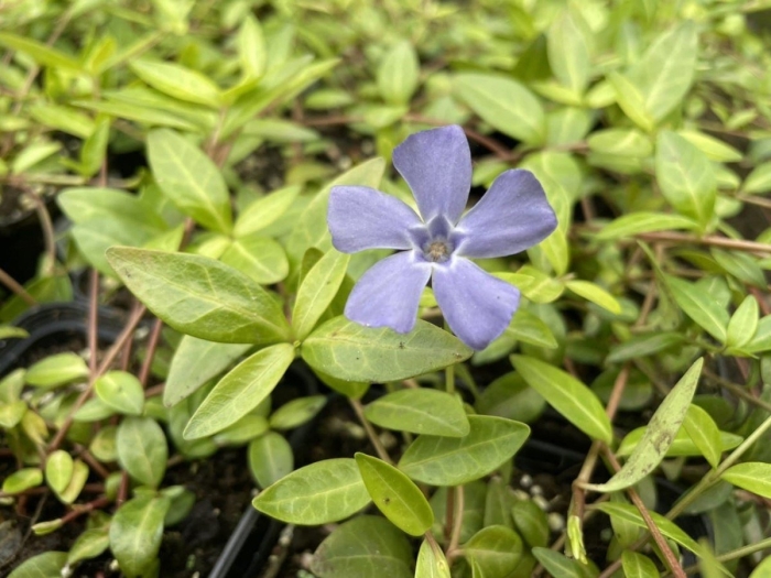 Барвинок винка минор