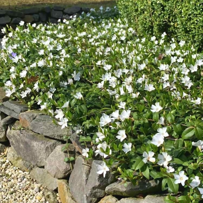 Барвинок малый alba