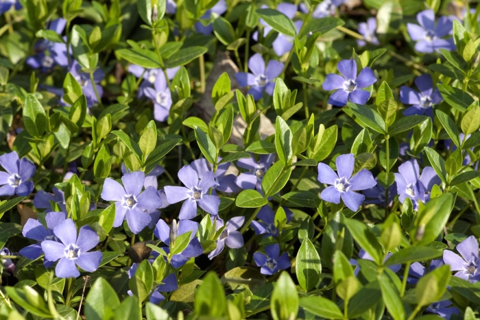 Барвинок малый vinca minor