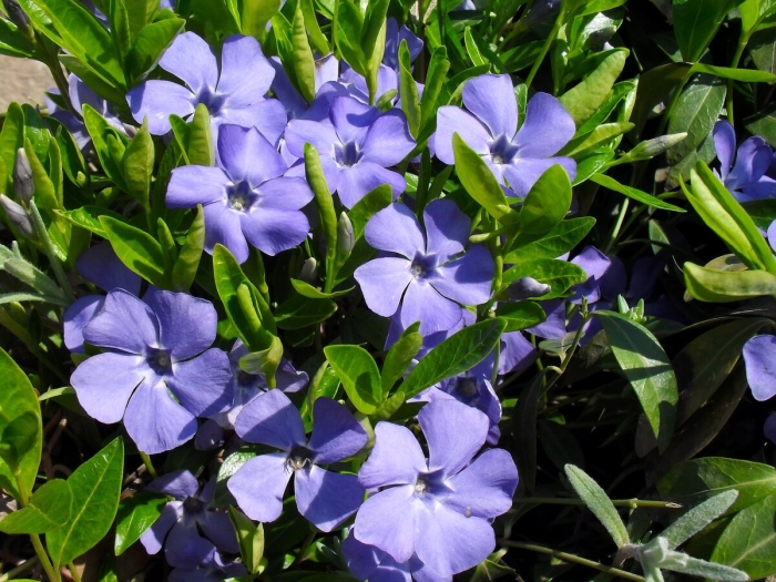 Барвинок малый альба