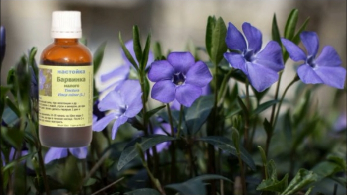 Барвинок vinca minor