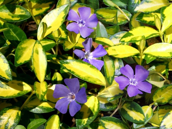 Барвинок малый иллюминейшн