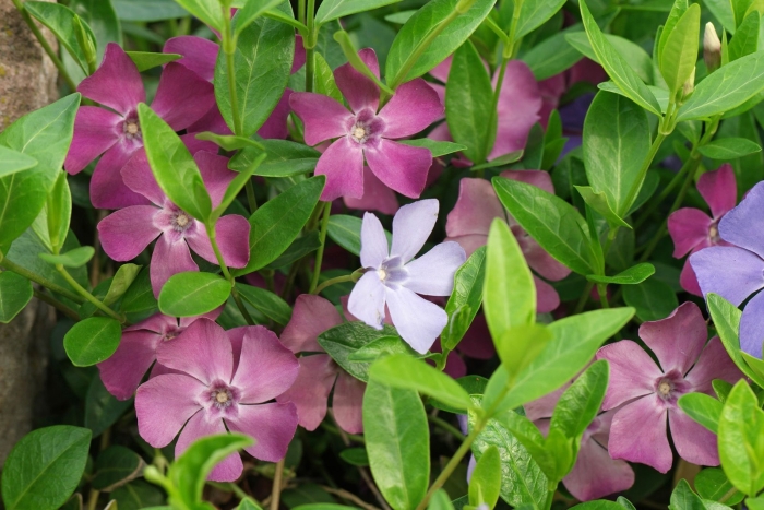 Барвинок argenteovariegata