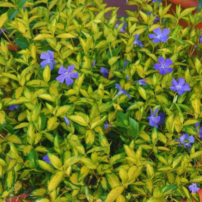 Барвинок малый иллюминейшн