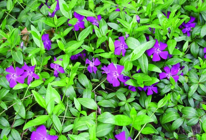 Барвинок большой vinca major