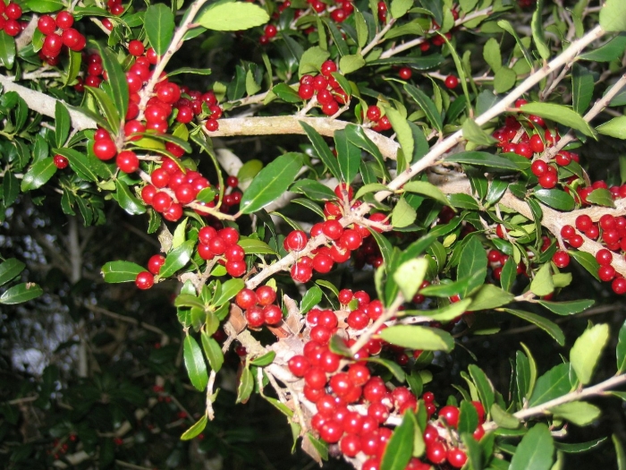 Падуб крената