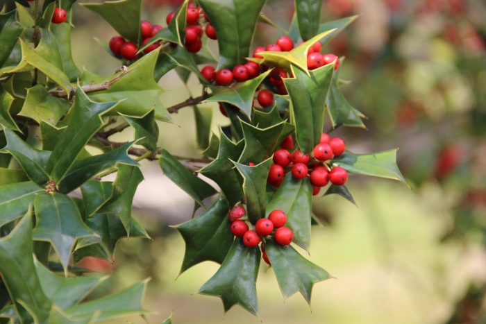Падуб остролистный аляска