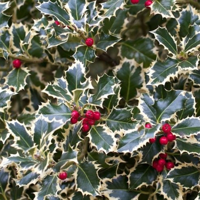 Падуб аргентеа маргината