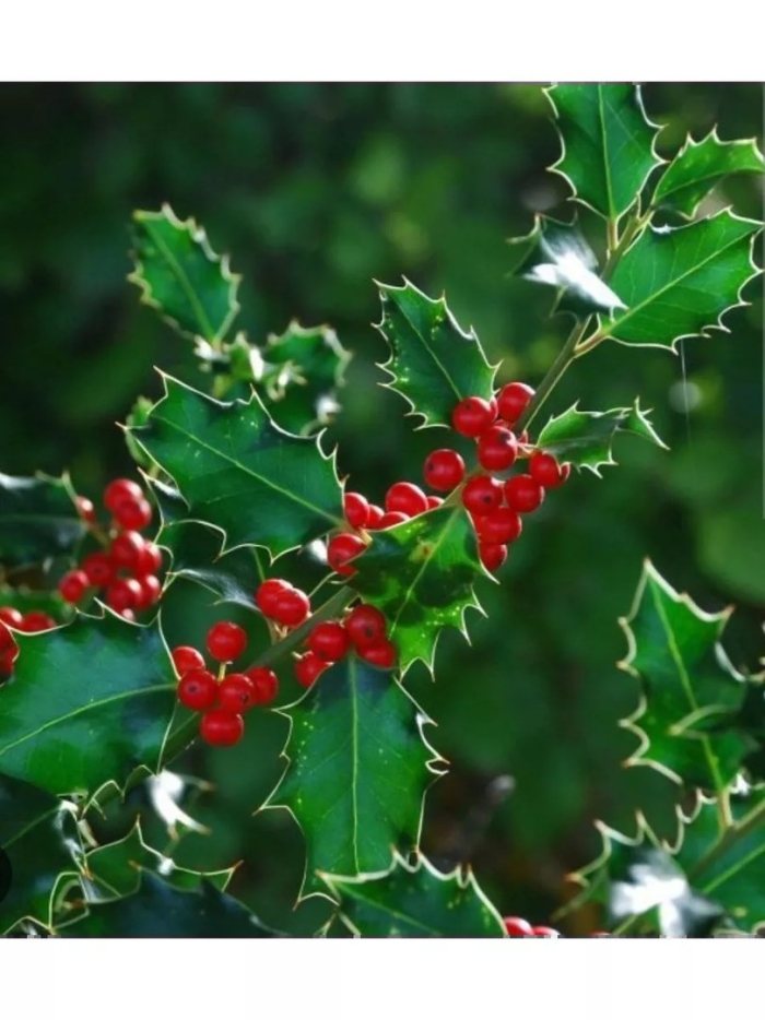 Падуб колхидский