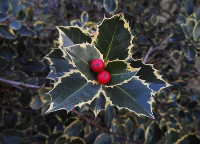 Падуб канарский