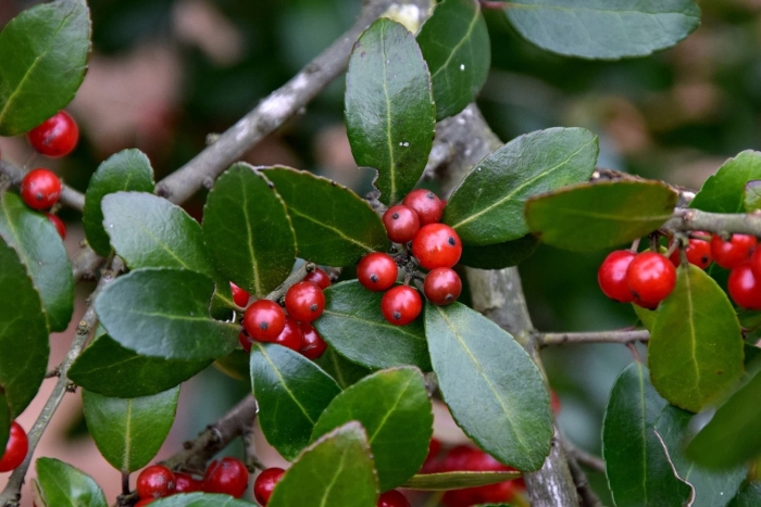Ilex vomitoria