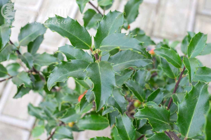 Падуб хекенстар