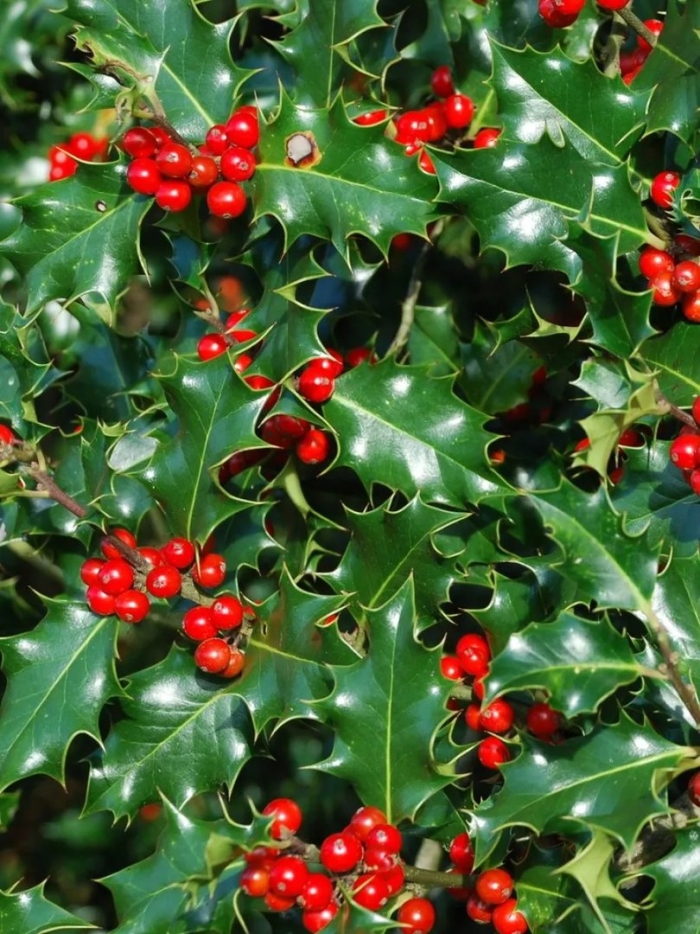 Падуб остролистный аляска