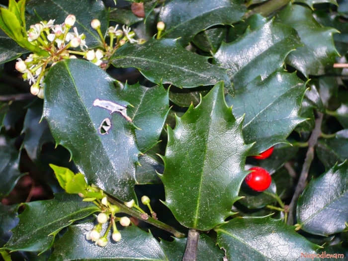 Падуб остролистный мезерва