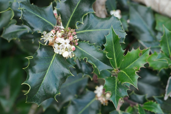 Падуб остролистный растение