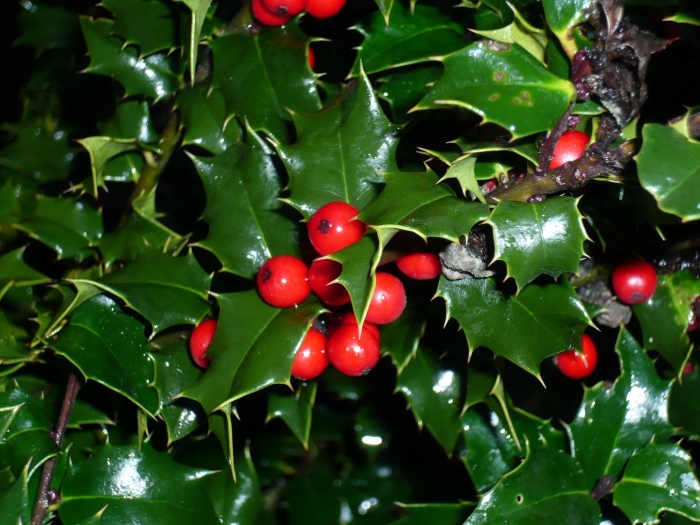 Падуб остролистный аляска