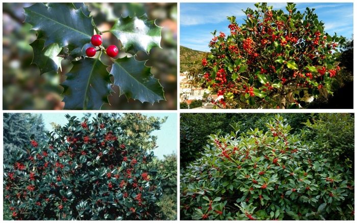 Падуб колхидский рубин