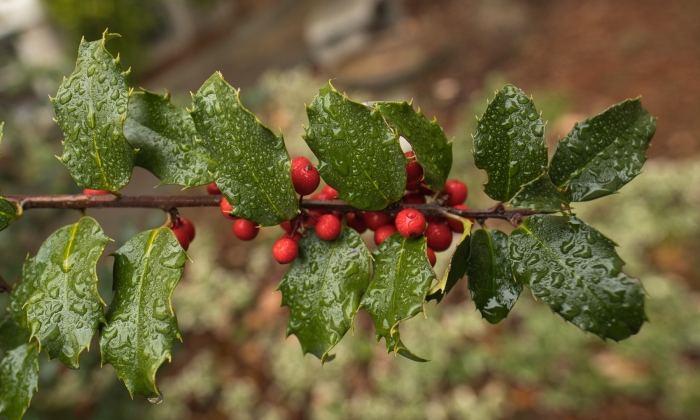 Падуб мезерва блю