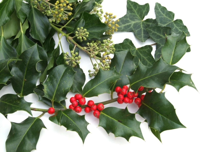 Падуб остролистный