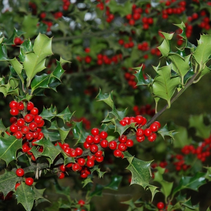 Падуб обыкновенный