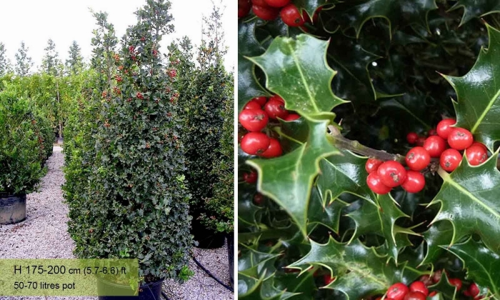 Падуб японский