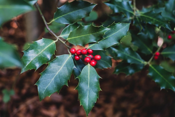 Падуб остролистный аляска