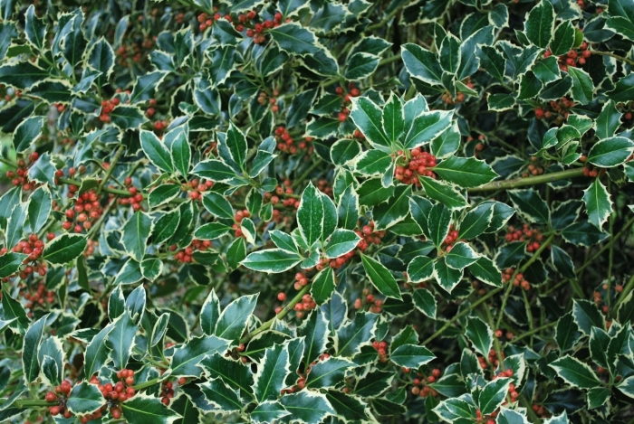 Падуб остролистный аргентиа маргината