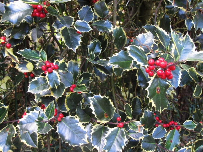 Падуб остролистный аргентеа