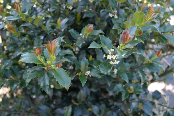 Падуб blue prince