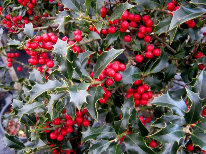 Падуб остролистный