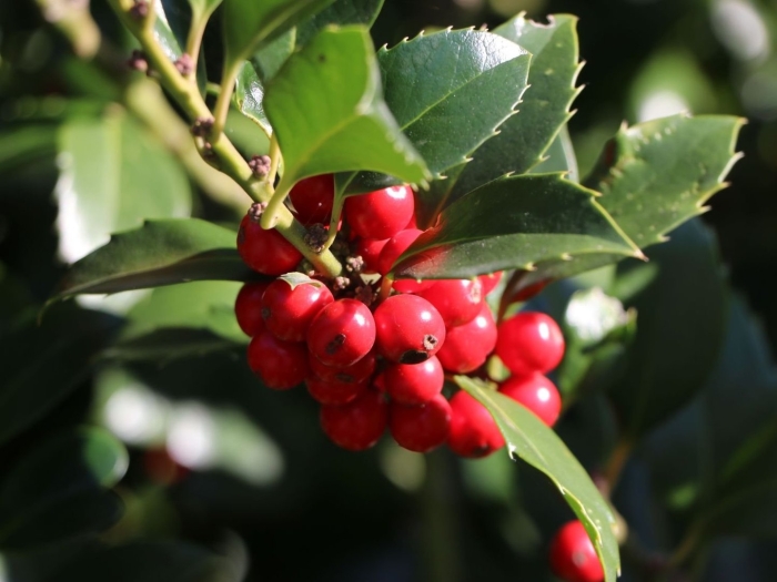 Падуб широколистный