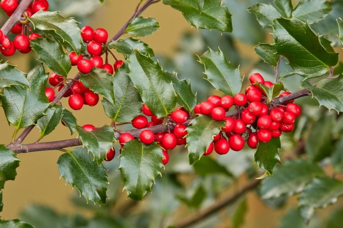 Падуб дерево