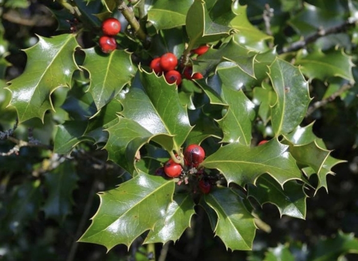 Остролист – holly